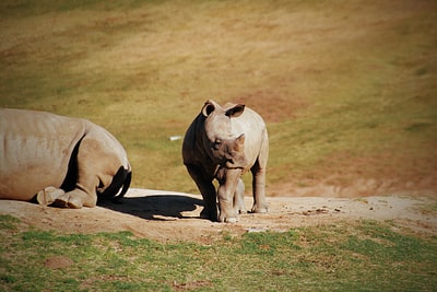 2 the rhino sunbathing
